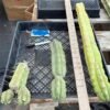 Buy Trichocereus Cactus Melbourne