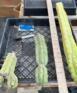 Buy Trichocereus Cactus Melbourne