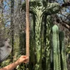 Trichocereus Pachanoi Cactus