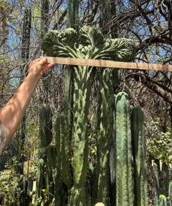 Trichocereus Pachanoi Cactus