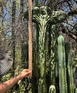 Trichocereus Pachanoi Cactus