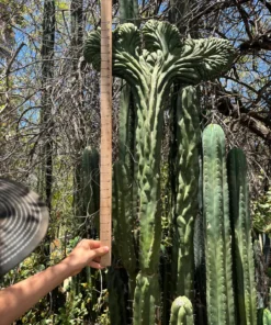 Trichocereus Pachanoi Cactus