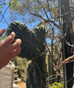 Trichocereus Pachanoi Cactus