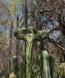 Trichocereus Pachanoi Cactus
