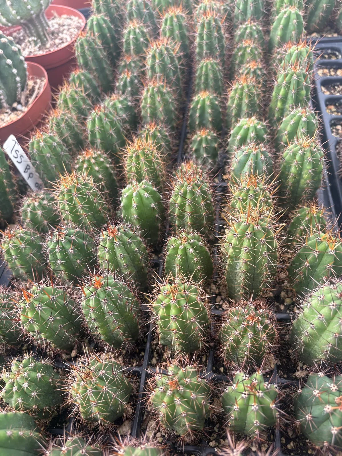 #EC259 Trichocereus Peruvianus TSSBP-OP Cactus Seedlings - Image 3