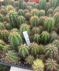 Alternative view of #EC259 Trichocereus Peruvianus TSSBP-OP Cactus Seedlings