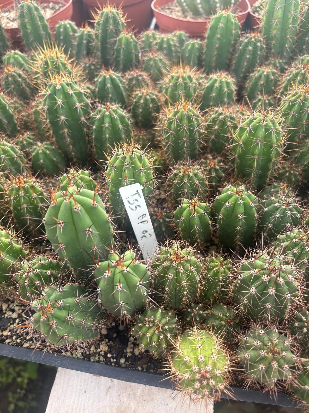 #EC259 Trichocereus Peruvianus TSSBP-OP Cactus Seedlings - Image 2