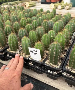 Buy Peruvian Torch