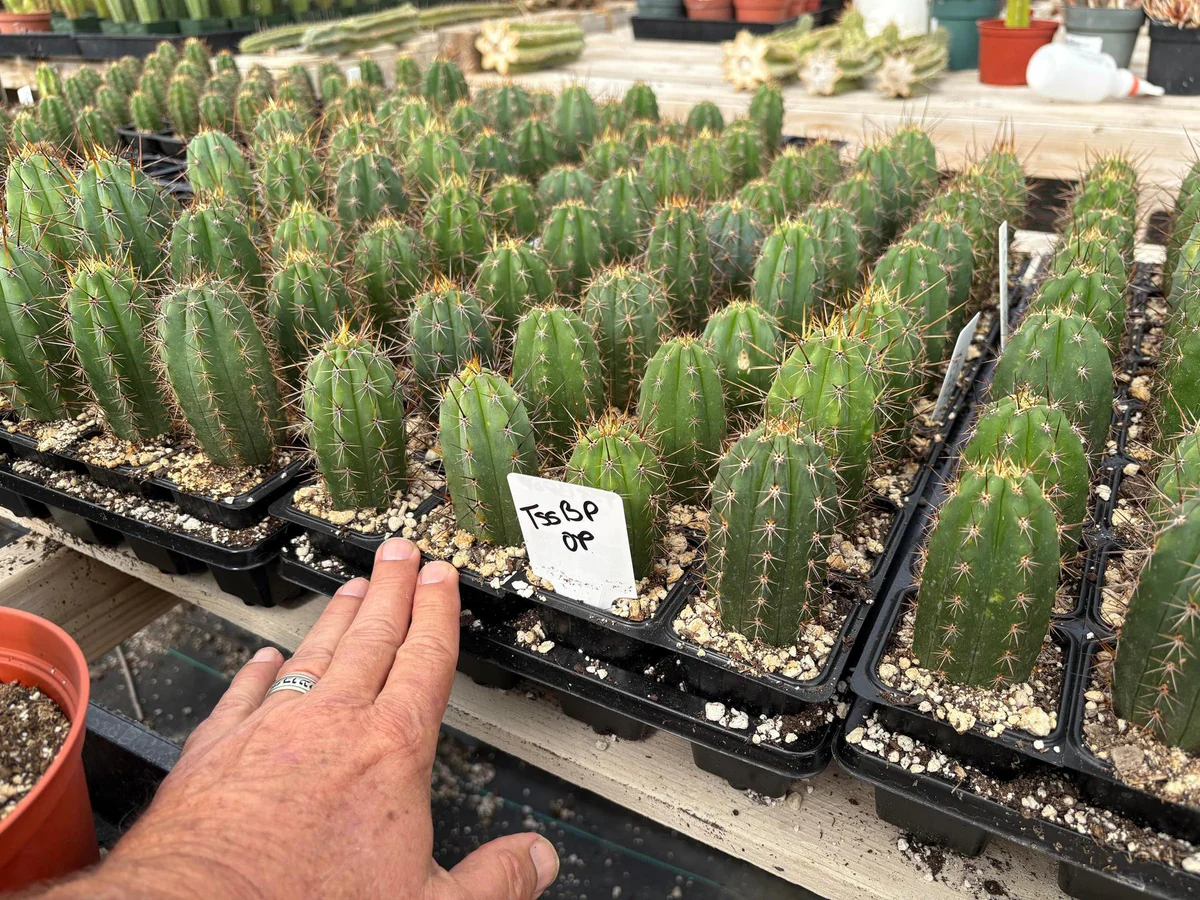 Buy Peruvian Torch