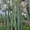 Australian Cactus