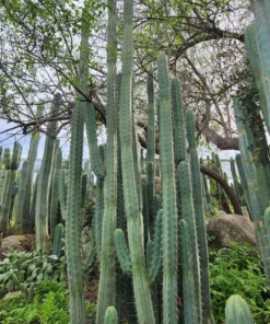 Australian Cactus