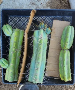 Alternative view of #EC26 EXACT Trichocereus Bridgesii Jiimz Cactus CUTTINGS various sizes
