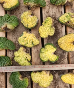 San Pedro cactus For Sale