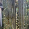Trichocereus Cactus Near Me
