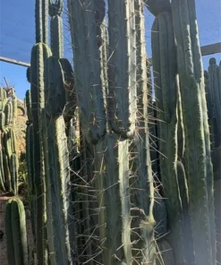 Trichocereus Cactus Near Me