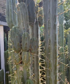 Trichocereus Cactus Near Me