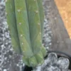 Trichocereus Pachanoi Near Me