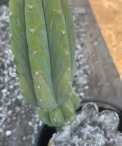 Trichocereus Pachanoi Near Me