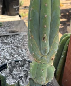 Alternative view of #EC282 EXACT Trichocereus Pachanoi JS444 Cactus 12.5"