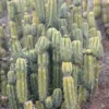 Buy Trichocereus Cactus Sydney
