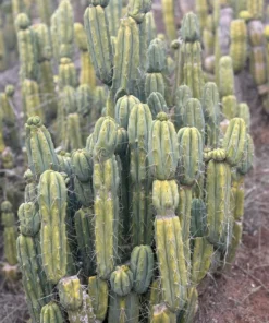 Buy Trichocereus Cactus Sydney