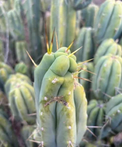 Alternative view of #EC309 EXACT Trichocereus Bridgesii Jiimz Pigeon Cactus Cutting 12” approx