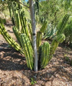 Alternative view of #EC32 EXACT Trichocereus Bridgesii Jada Beyond Cactus Cuttings