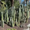 Buy Trichocereus Bridgesii Perth