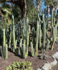 Buy Trichocereus Bridgesii Perth