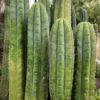 Cactus For Sale Melbourne