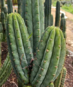 Bridgesii (Bolivian Torch)