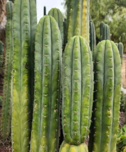 Cactus For Sale Melbourne