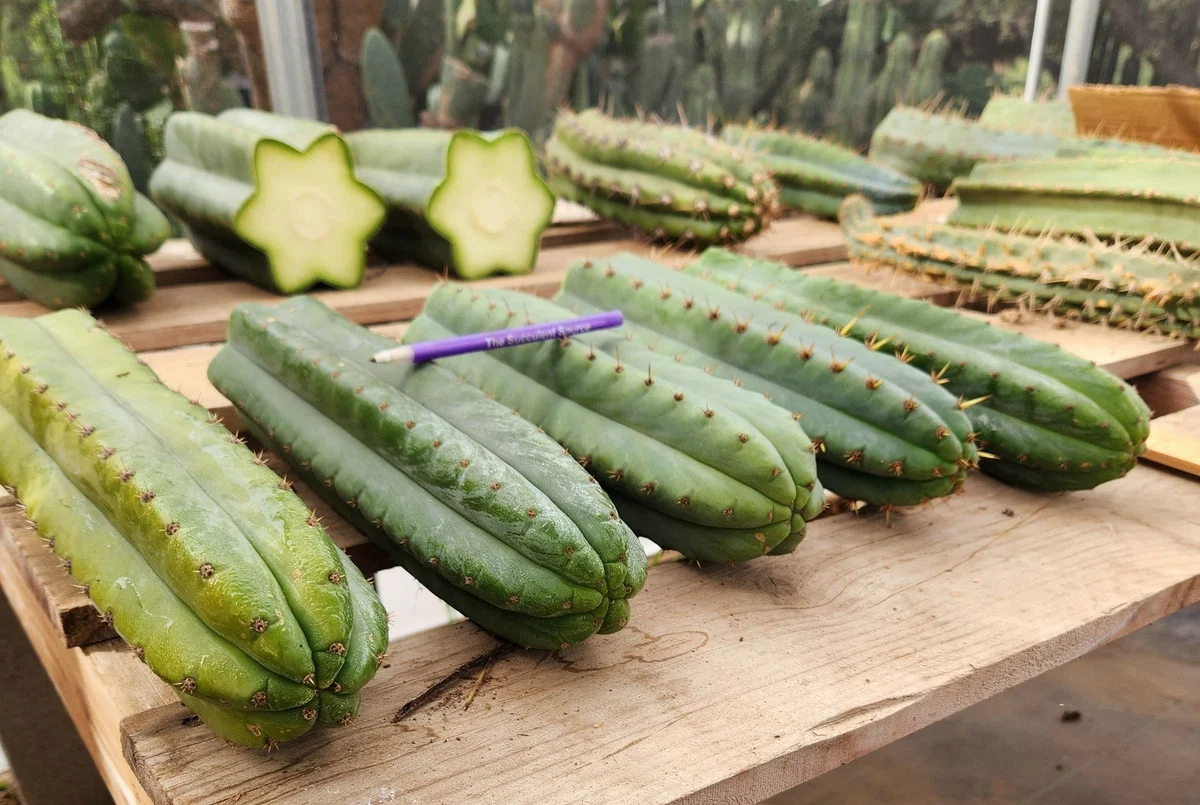 #EC36 EXACT Trichocereus Pachanoi Peruvianus NOID cactus cuttings - Image 7