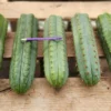 Buy Cereus Peruvianus Cactus
