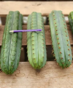 Buy Cereus Peruvianus Cactus