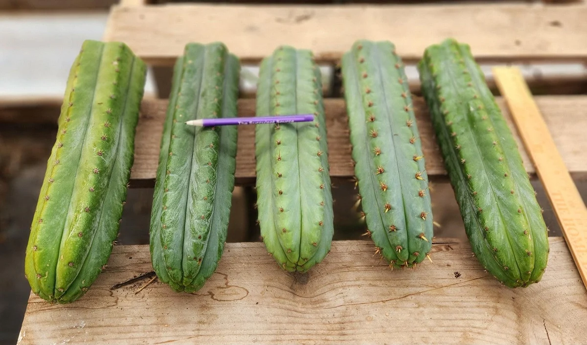 Buy Cereus Peruvianus Cactus