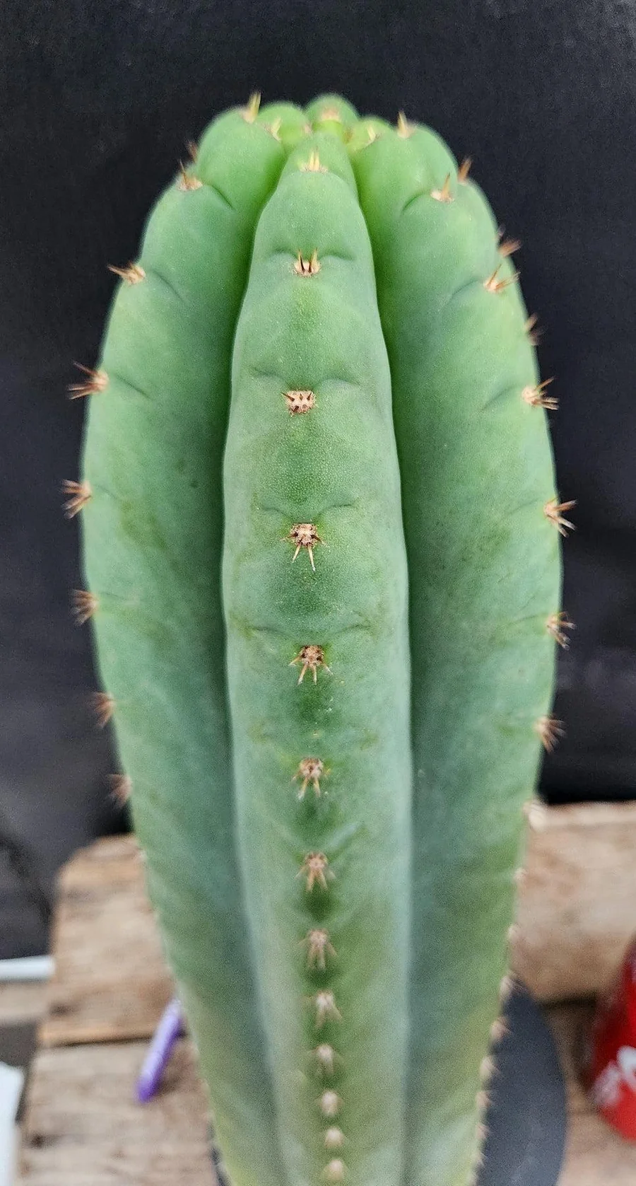 #EC36 EXACT Trichocereus Pachanoi Peruvianus NOID cactus cuttings - Image 4