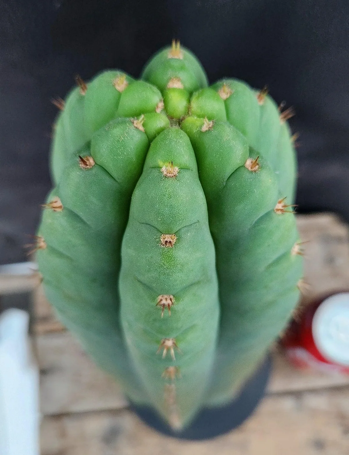 #EC36 EXACT Trichocereus Pachanoi Peruvianus NOID cactus cuttings - Image 3