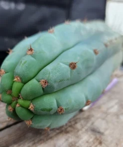 Alternative view of #EC36 EXACT Trichocereus Pachanoi Peruvianus NOID cactus cuttings