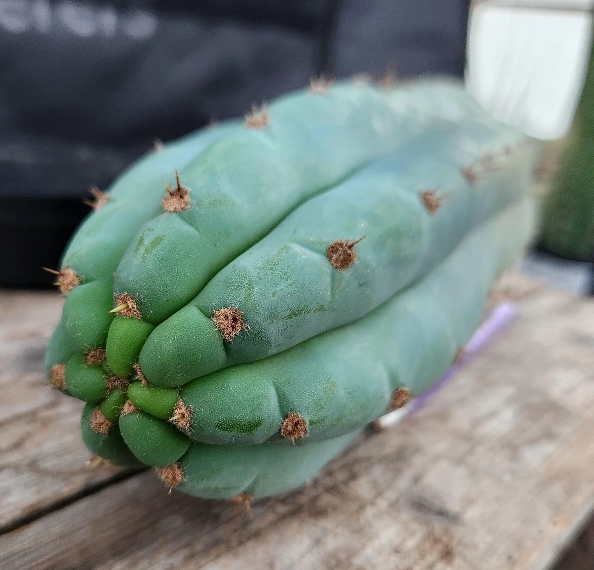 #EC36 EXACT Trichocereus Pachanoi Peruvianus NOID cactus cuttings - Image 2
