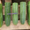 San Pedro For Sale Sydney