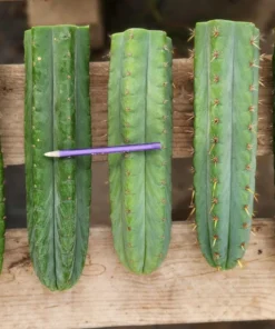 San Pedro For Sale Sydney