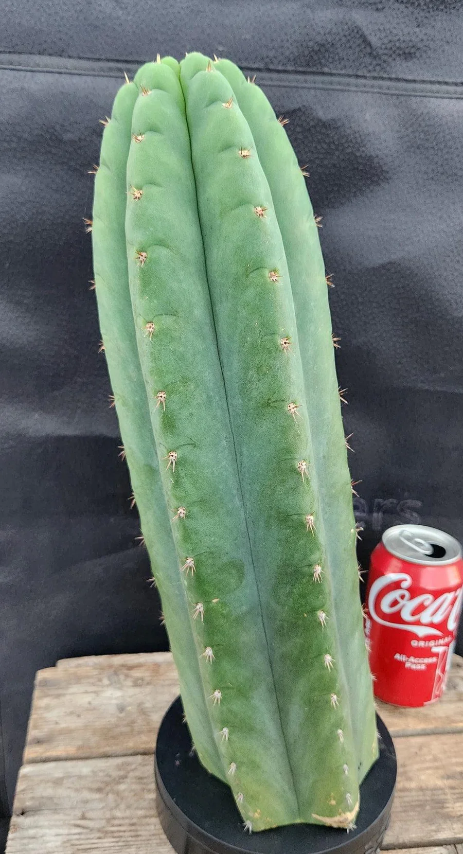 #EC36 EXACT Trichocereus Pachanoi Peruvianus NOID cactus cuttings - Image 6