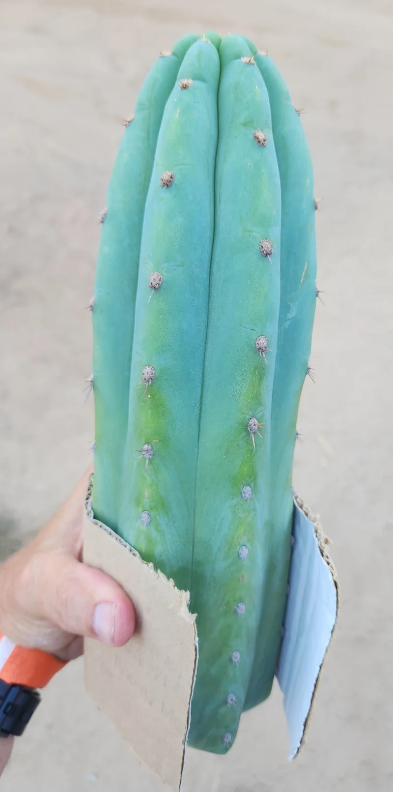 #EC36 EXACT Trichocereus Pachanoi Peruvianus NOID cactus cuttings - Image 5