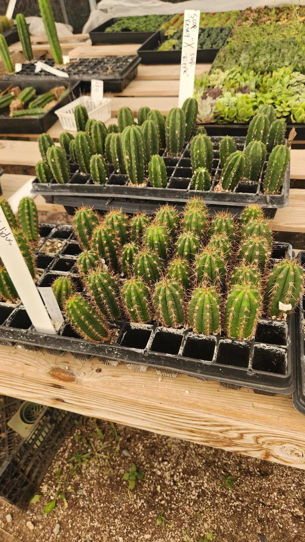 #EC377 EXACT Trichocereus Hybrid Seedling Mixed 6 Pack of Cactus 3-5” - Image 5