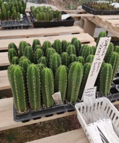 Alternative view of #EC377 EXACT Trichocereus Hybrid Seedling Mixed 6 Pack of Cactus 3-5”