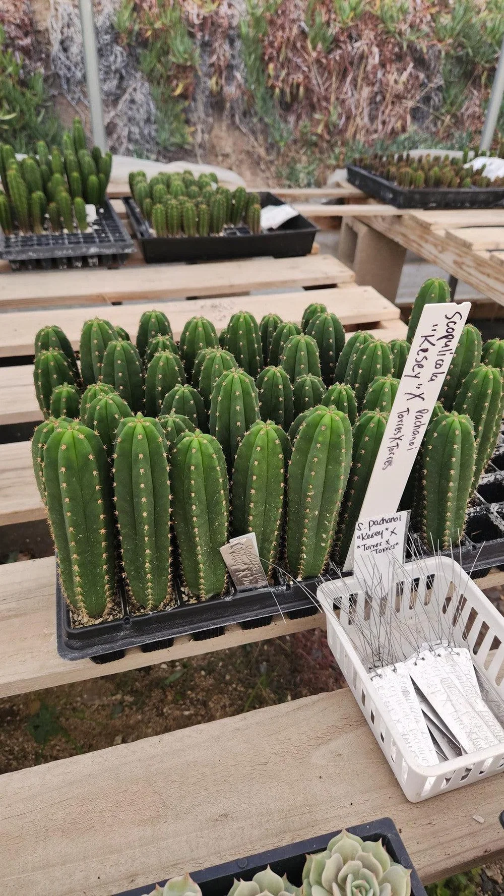 #EC377 EXACT Trichocereus Hybrid Seedling Mixed 6 Pack of Cactus 3-5” - Image 2