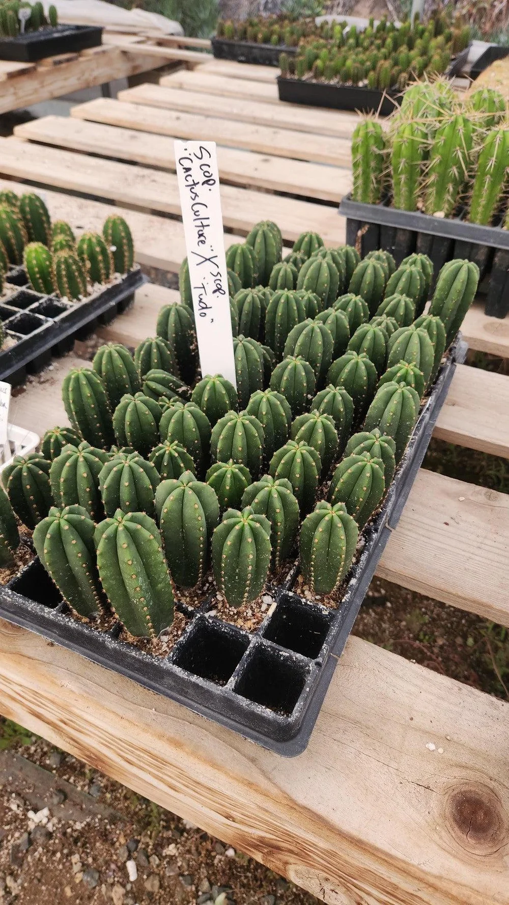 #EC377 EXACT Trichocereus Hybrid Seedling Mixed 6 Pack of Cactus 3-5” - Image 3