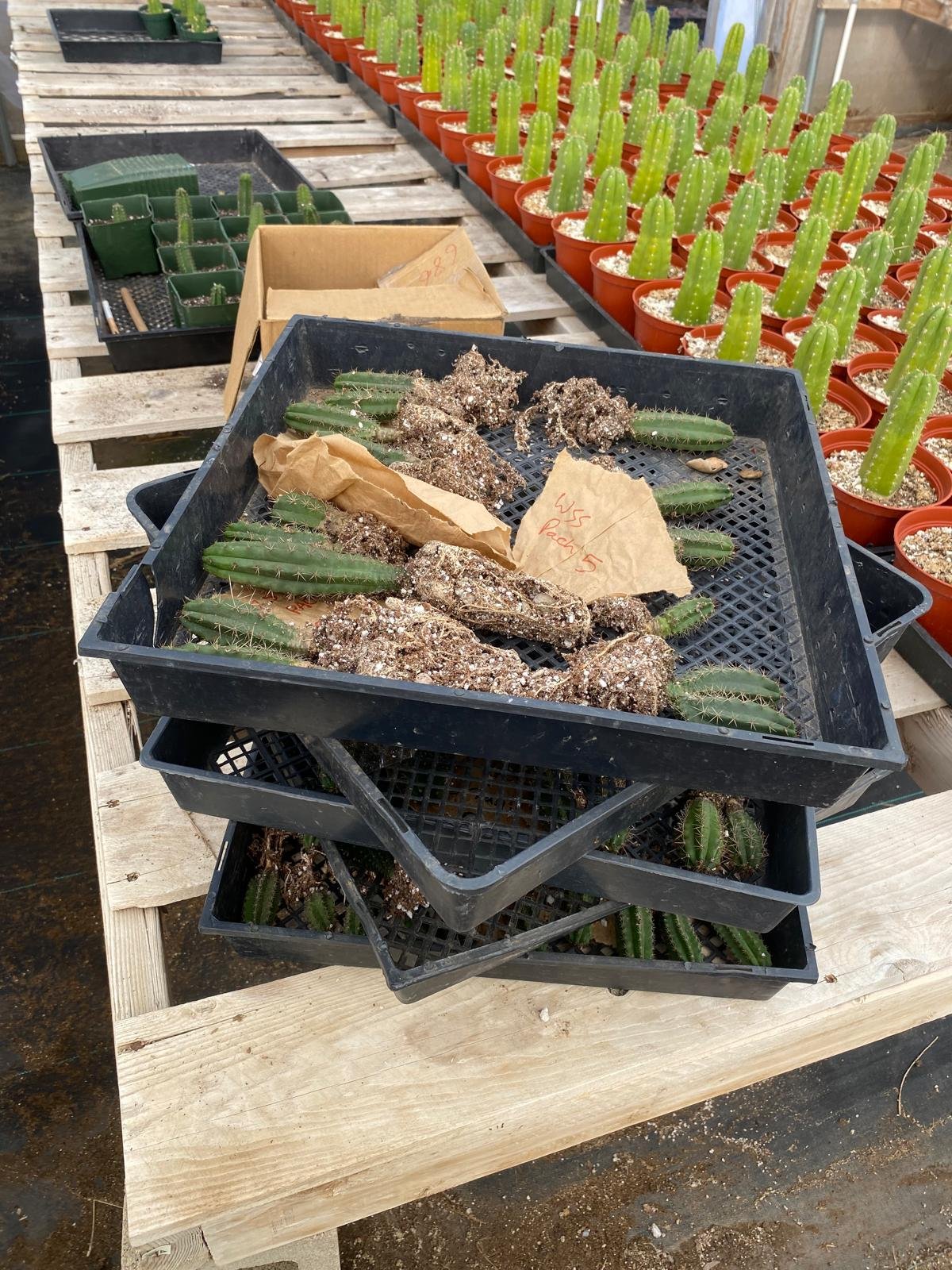 #EC377 EXACT Trichocereus Hybrid Seedling Mixed 6 Pack of Cactus 3-5” - Image 4