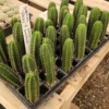 Buy Cactus South Australia